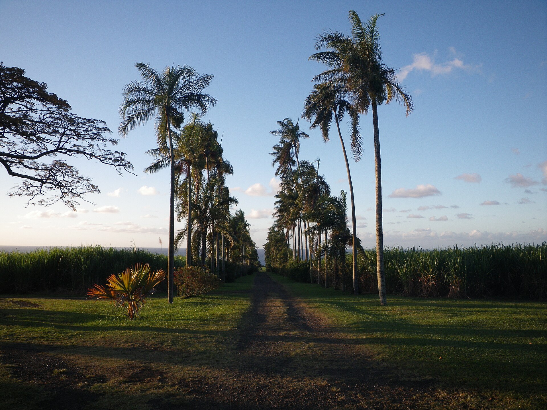 Allée de palmiers à Sainte-Suzanne