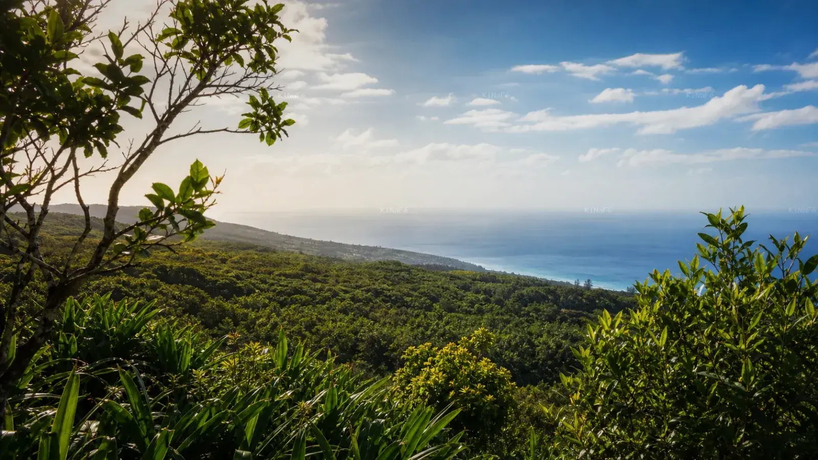 Visuel d’archive — Forêt de Mare Longue : sentier, biodiversité et accès