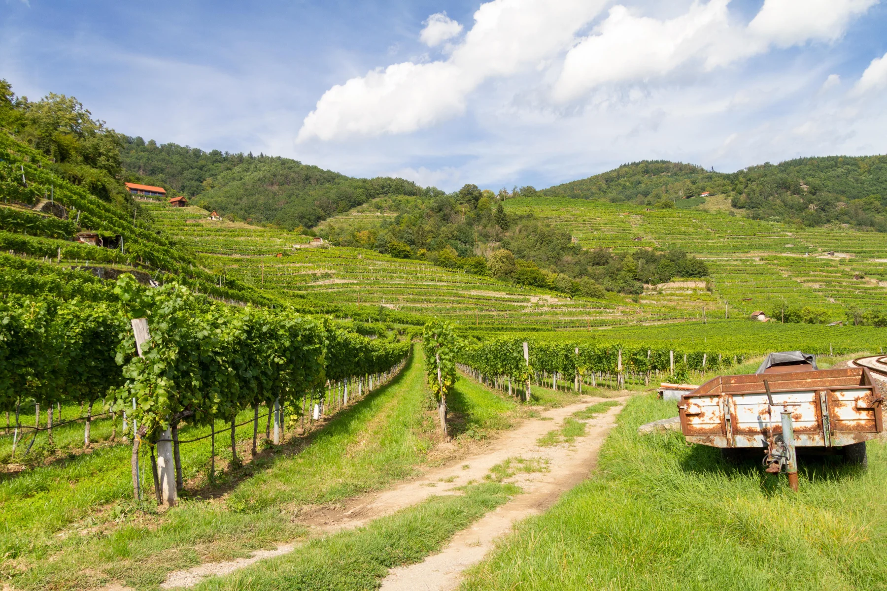 Escapade au coeur des vignobles auxerrois et chablisien