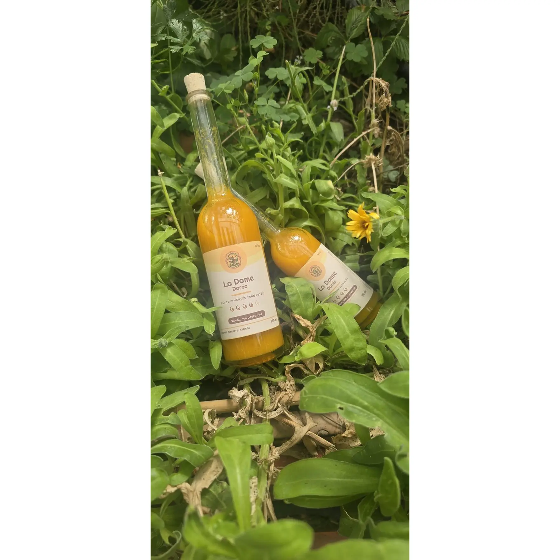 Deux bouteilles de sauce pimentée fermentée « La Dame Dorée » posées dans la verdure