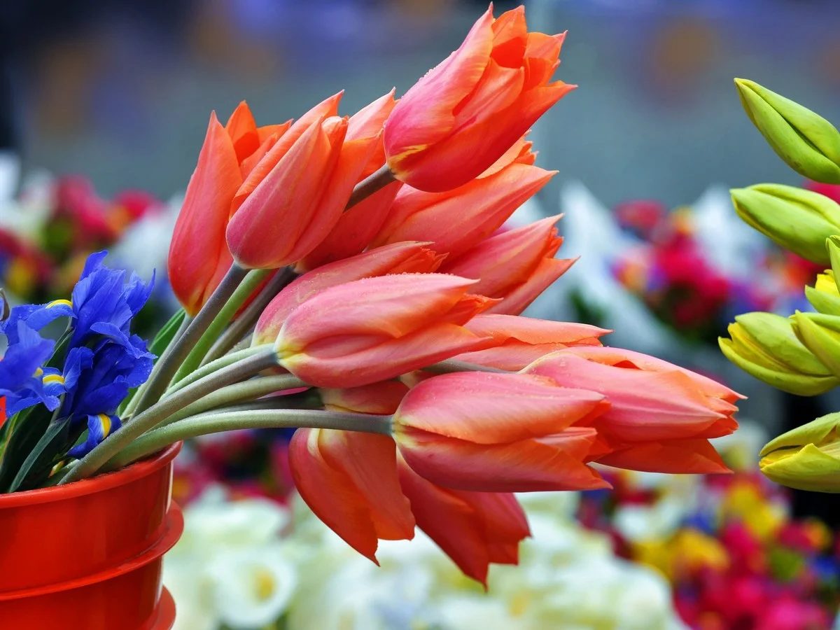 Marché aux fleurs Estrangin