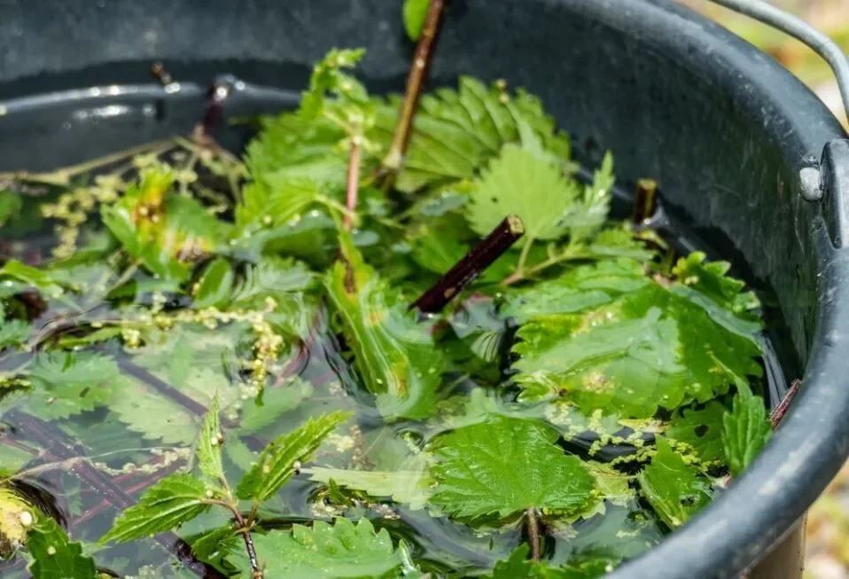 Illustration de « Les potions au jardin »