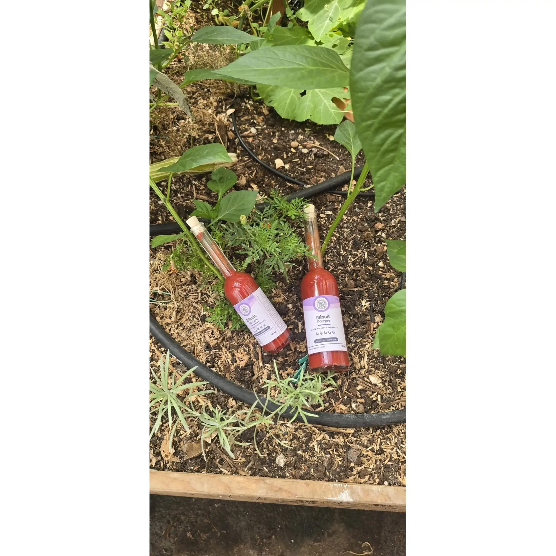 Deux bouteilles de sauce pimentée fermentée « Minuit Pourpre » au Carolina Reaper