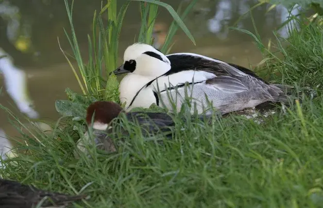 Canards du parc ornithologique — © Les Oiseaux du Marais poitevin