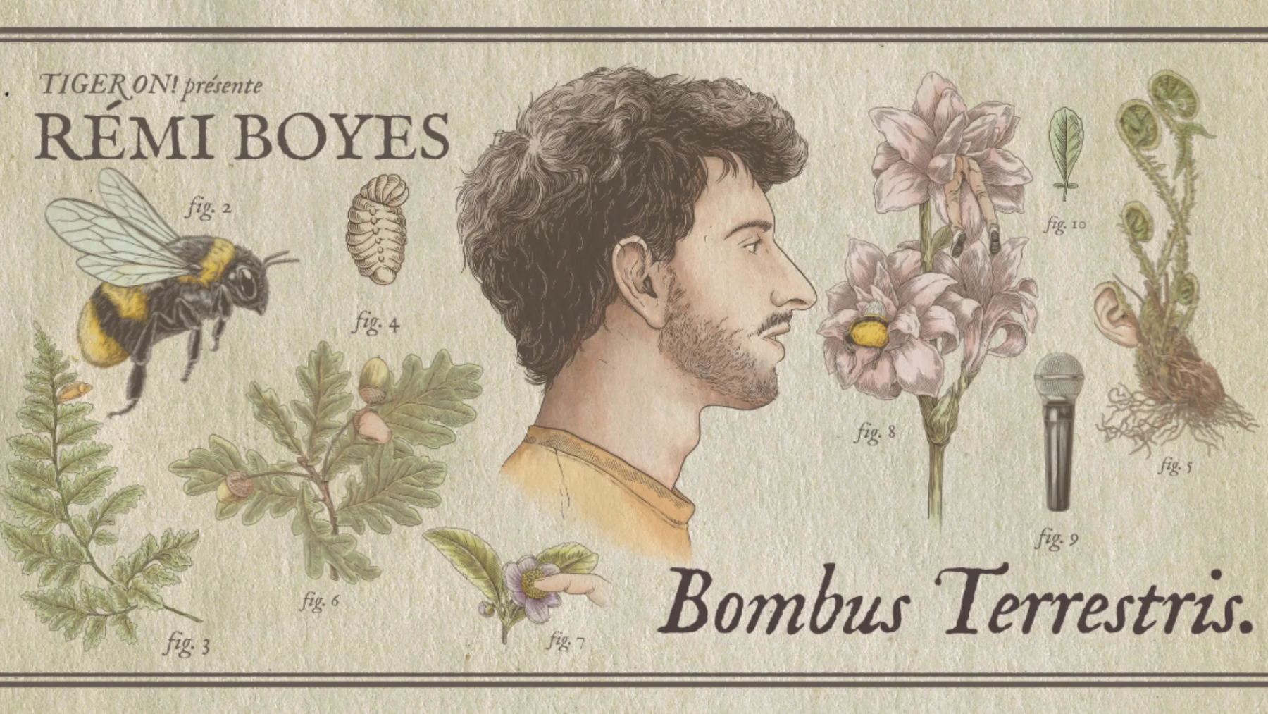 Rémi Boyes - Bombus Terrestris